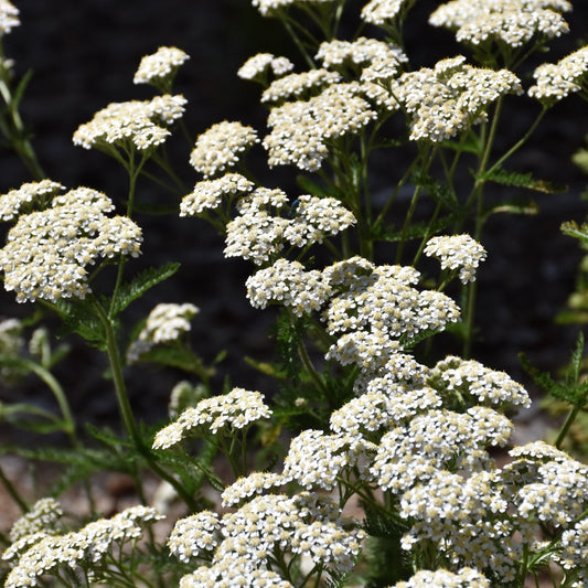 Achillea millefolium