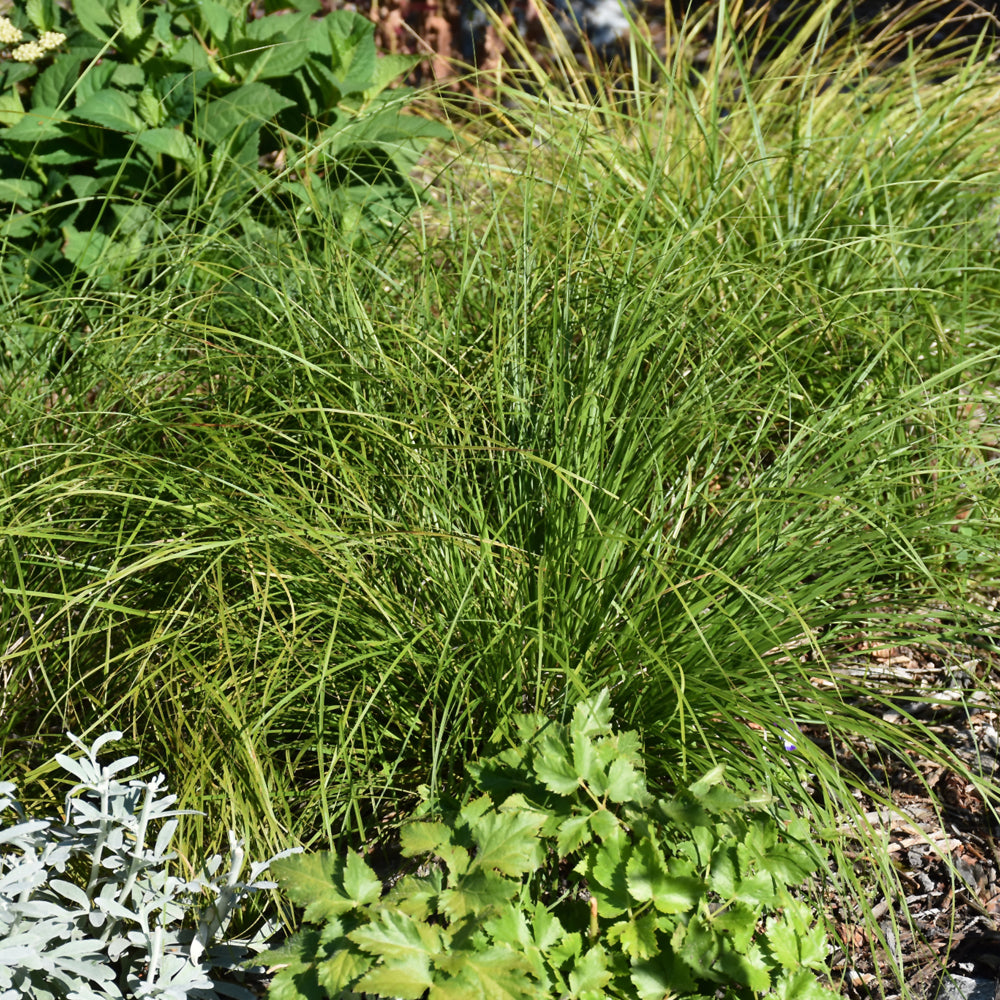 Carex pensylvanica