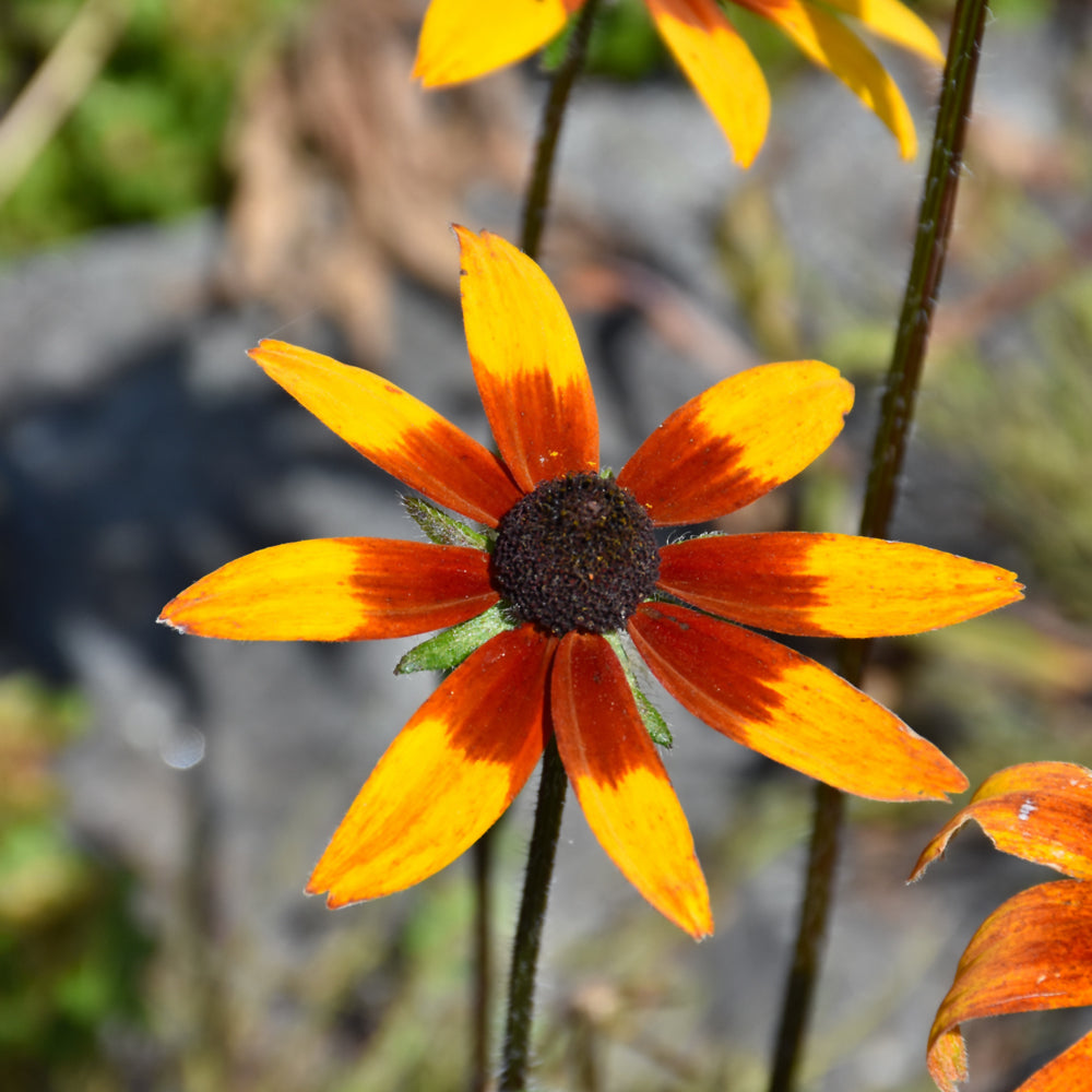 Black-eyed Susan