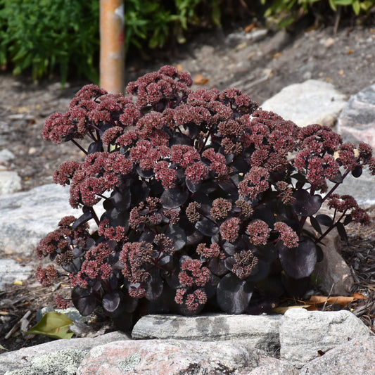 Sedum 'Night Embers'