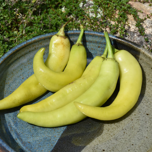 Capsicum annuum 'Sweet Banana'