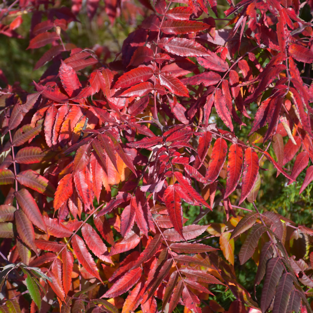 Smooth Sumac – Weston Nurseries