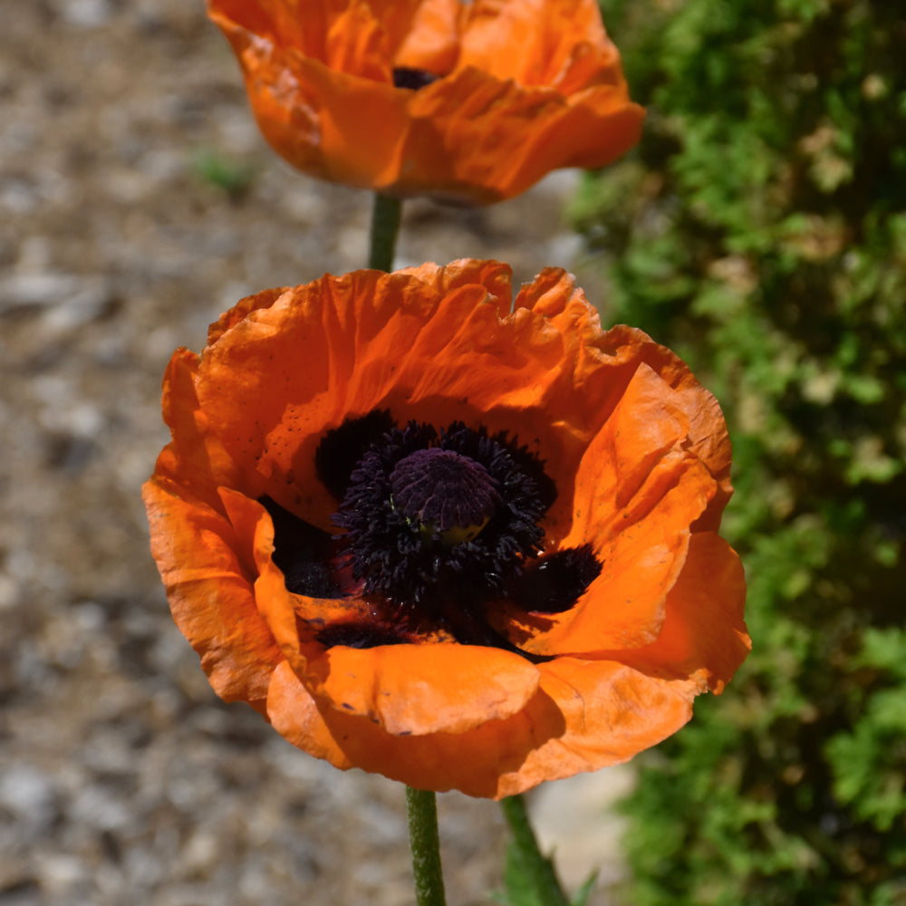 Prince Of Orange Poppy