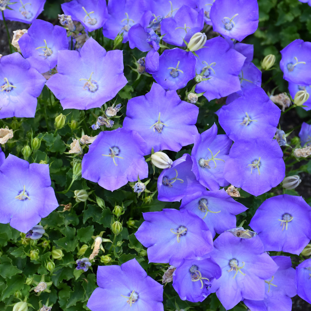 Campanula carpatica 'Rapido Blue'