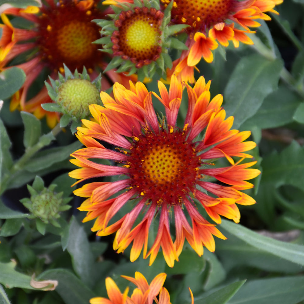 Gaillardia aristata 'SpinTop Copper Sun'