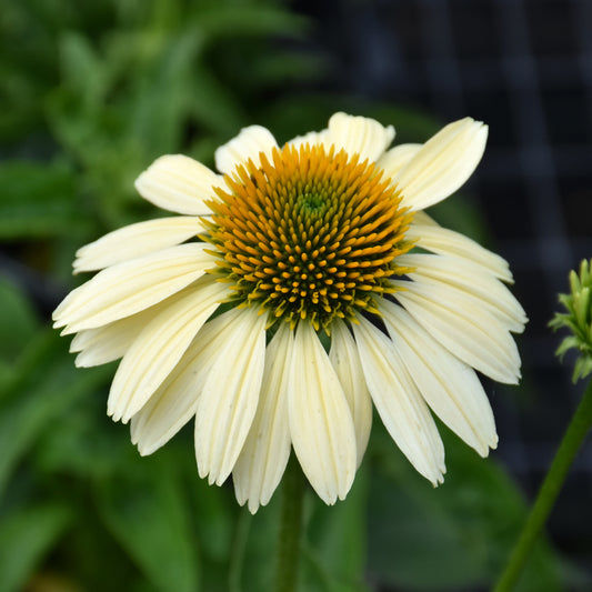 Echinacea purpurea 'Mellow Yellows'