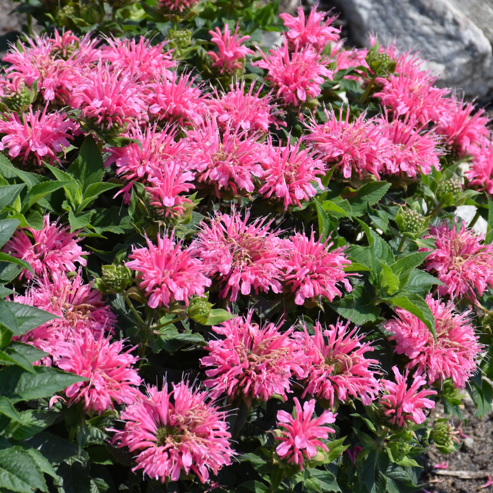 Monarda 'Leading Lady Pink'