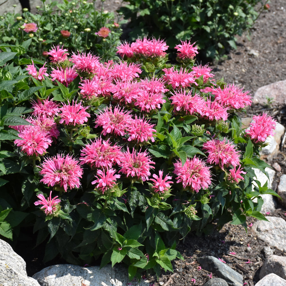 Leading Lady Pink Beebalm