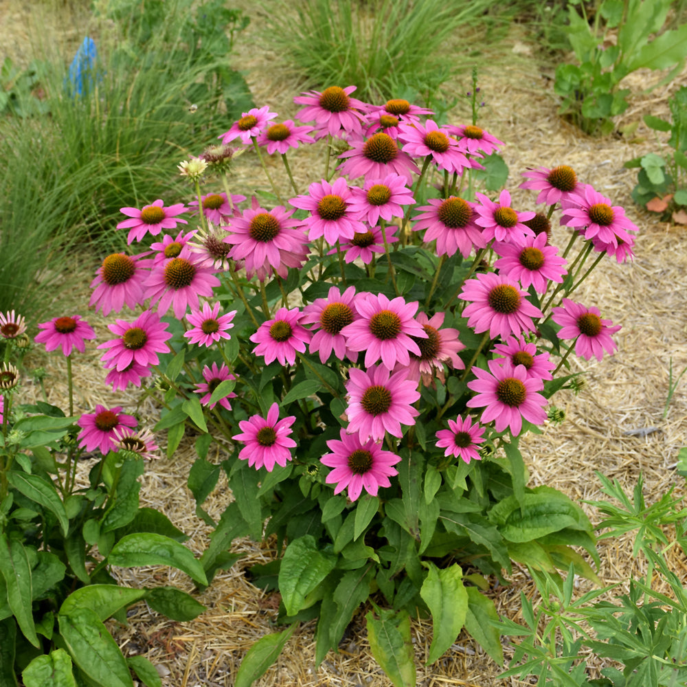 Echinacea purpurea 'PowWow Wild Berry'