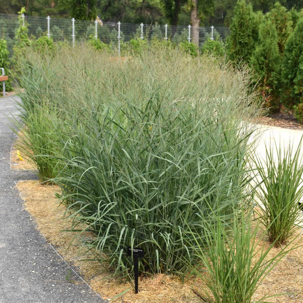 Panicum virgatum 'Heavy Metal'