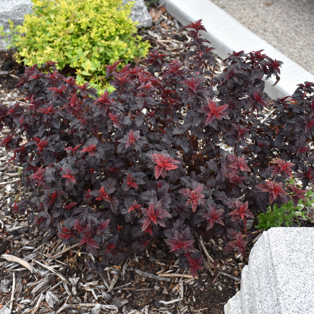 Physocarpus opulifolius 'Fireside'