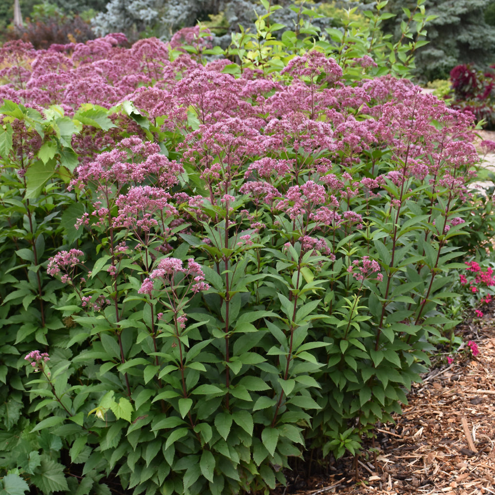 Eupatorium purpureum