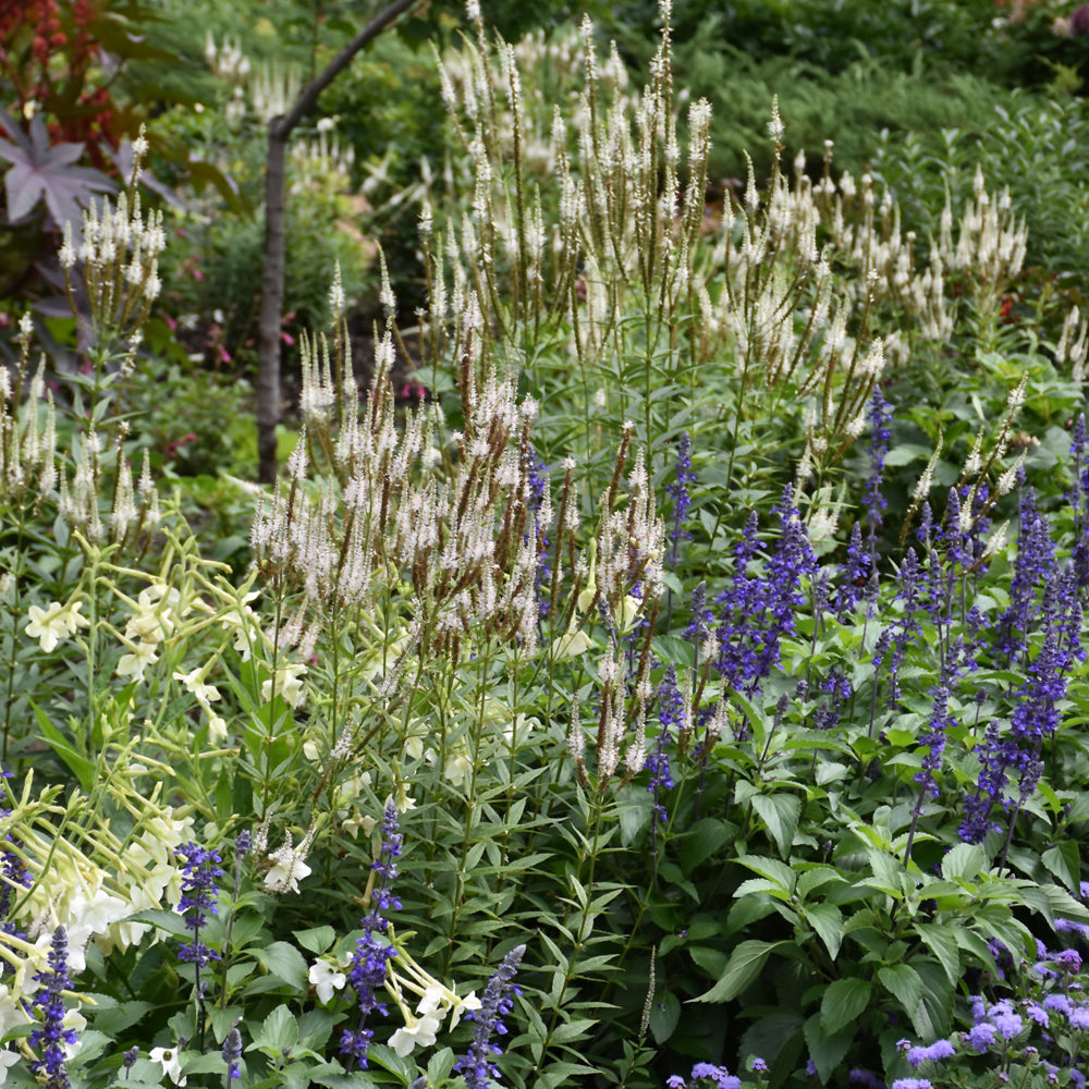 Culver's Root