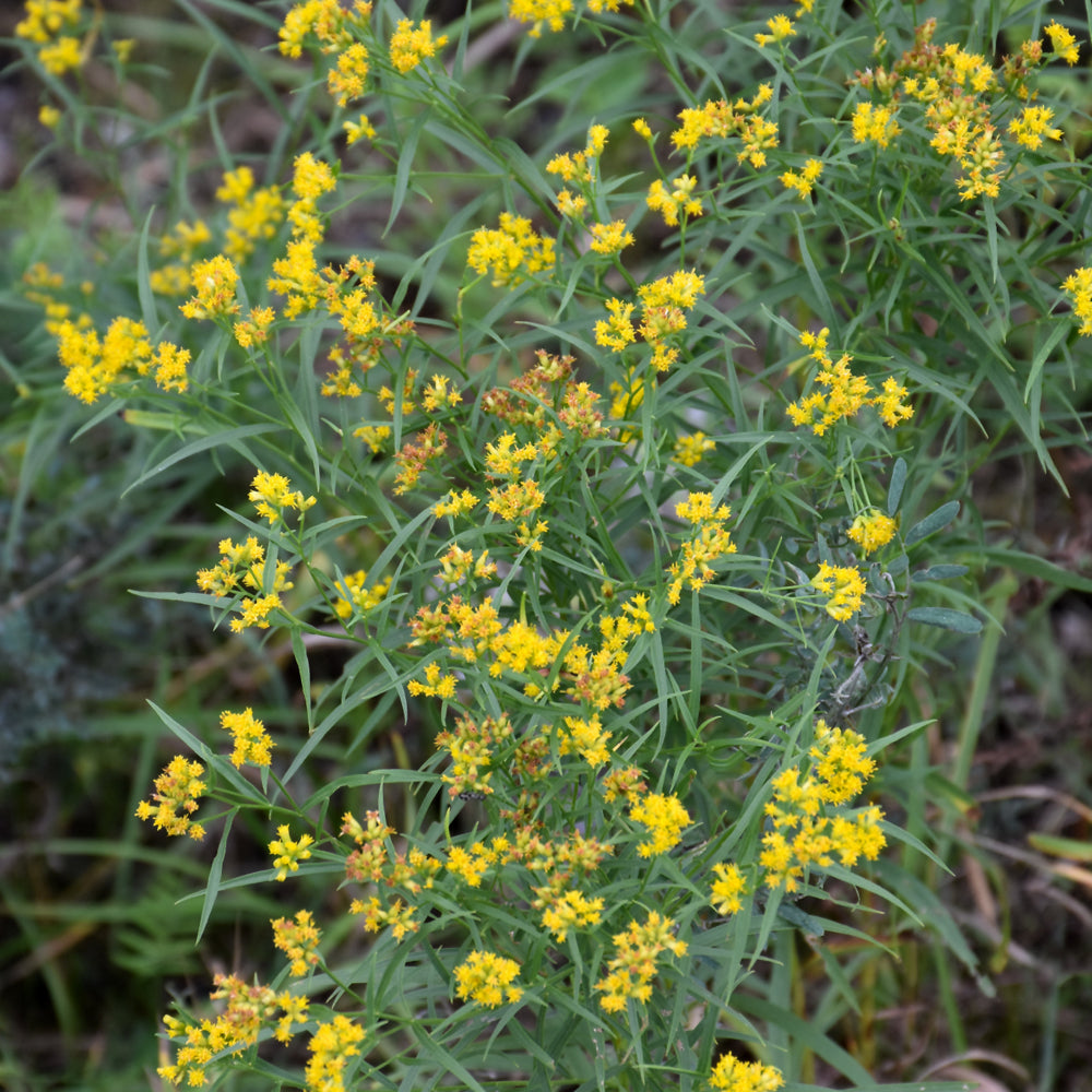 Euthamia graminifolia