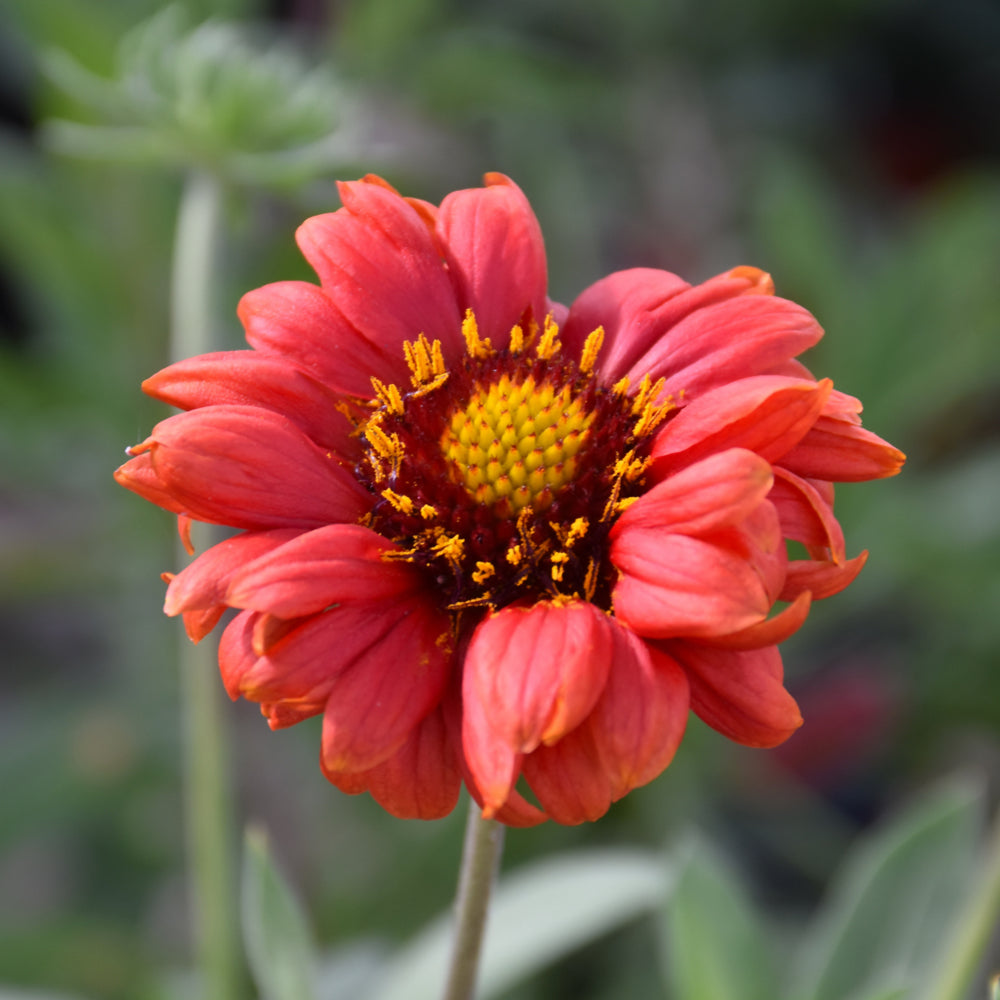 Gaillardia x grandiflora 'Burgundy'