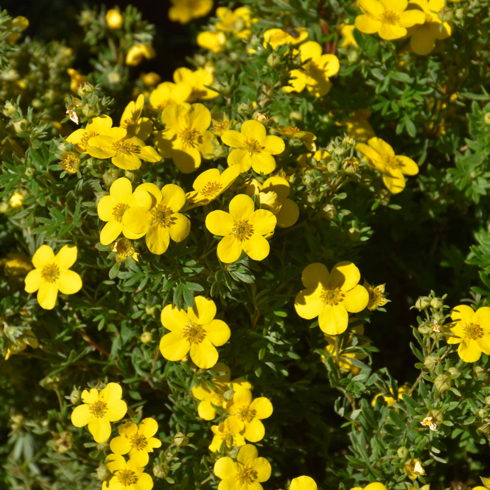 Potentilla fruticosa 'Goldfinger'