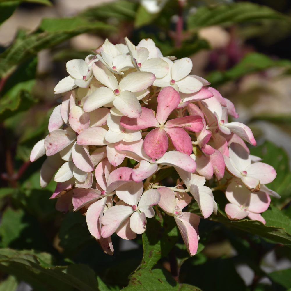 Quick Fire Fab® Hydrangea