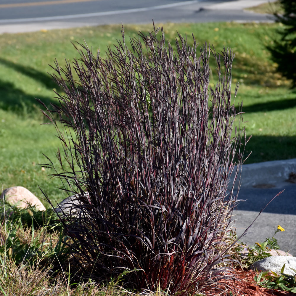 Andropogon gerardii 'Blackhawks'