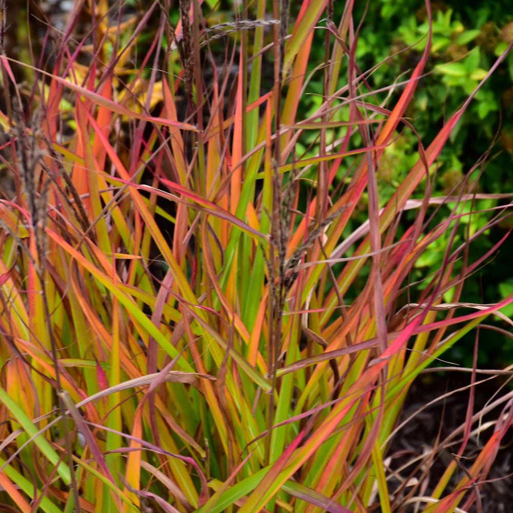 Flame Grass