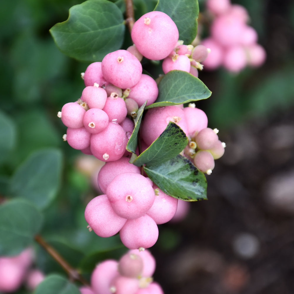 Symphoricarpos 'Kolmpica'