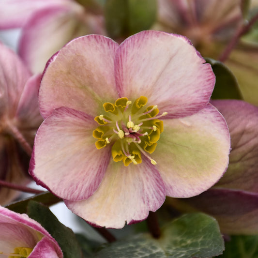 Helleborus 'Bayli's Blush'