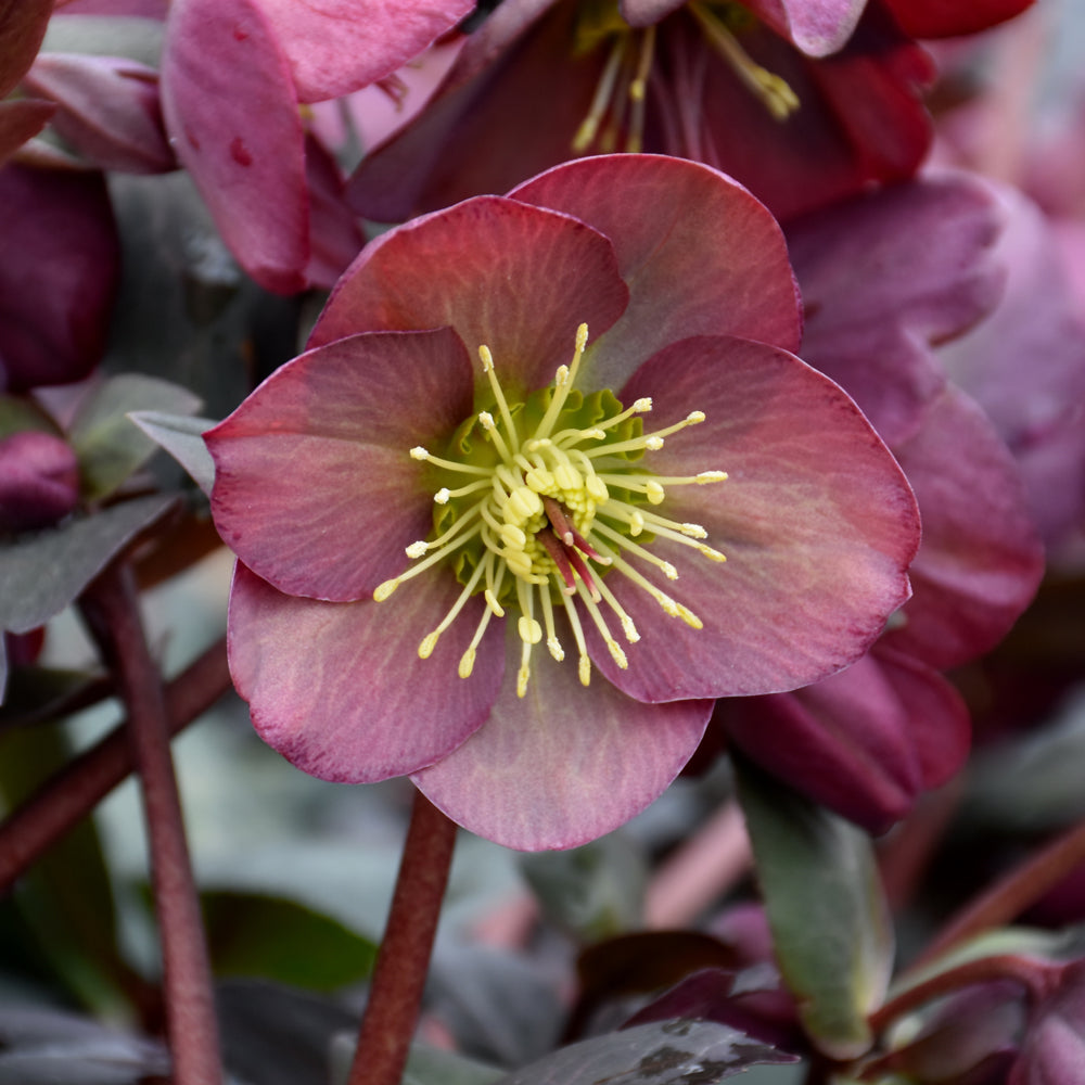 Helleborus 'Dana's Dulcet'