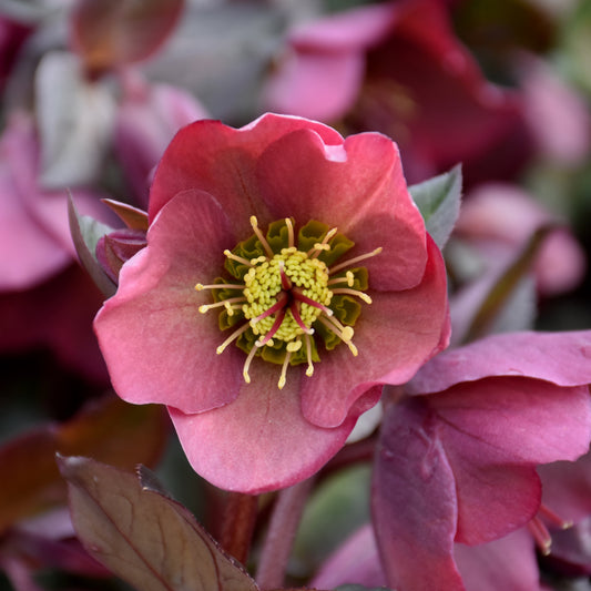Helleborus 'Penny's Pink'
