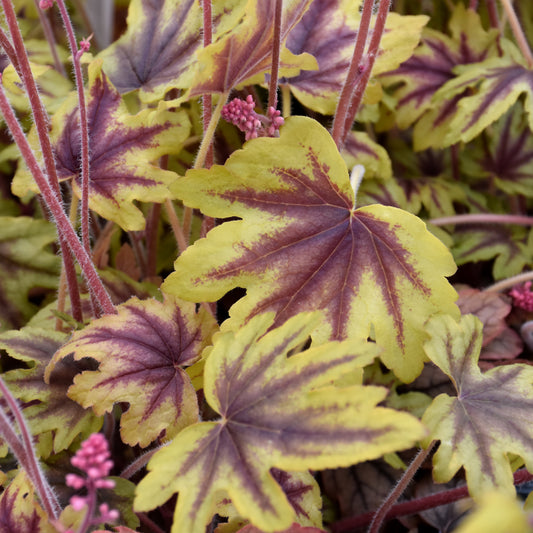 Heucherella 'Eye Spy'