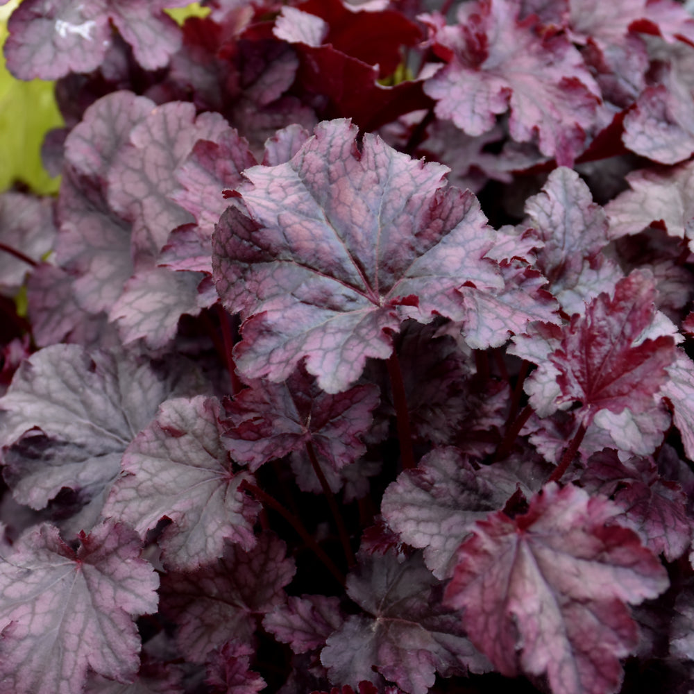 Heuchera 'Plum Pudding'