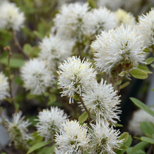 Fothergilla 'NCFI1'