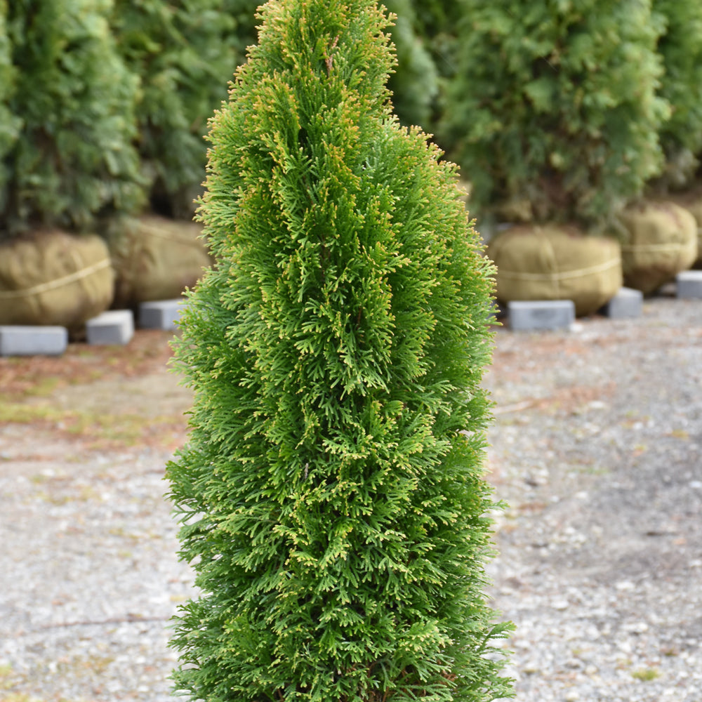 Thuja occidentalis 'Thusid4'