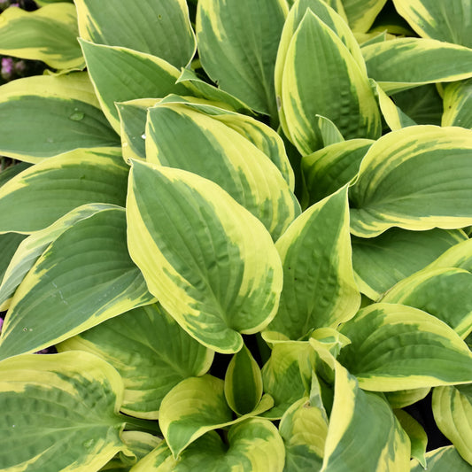 Hosta 'Wide Brim'