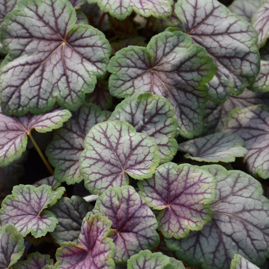 Heuchera 'Green Spice'