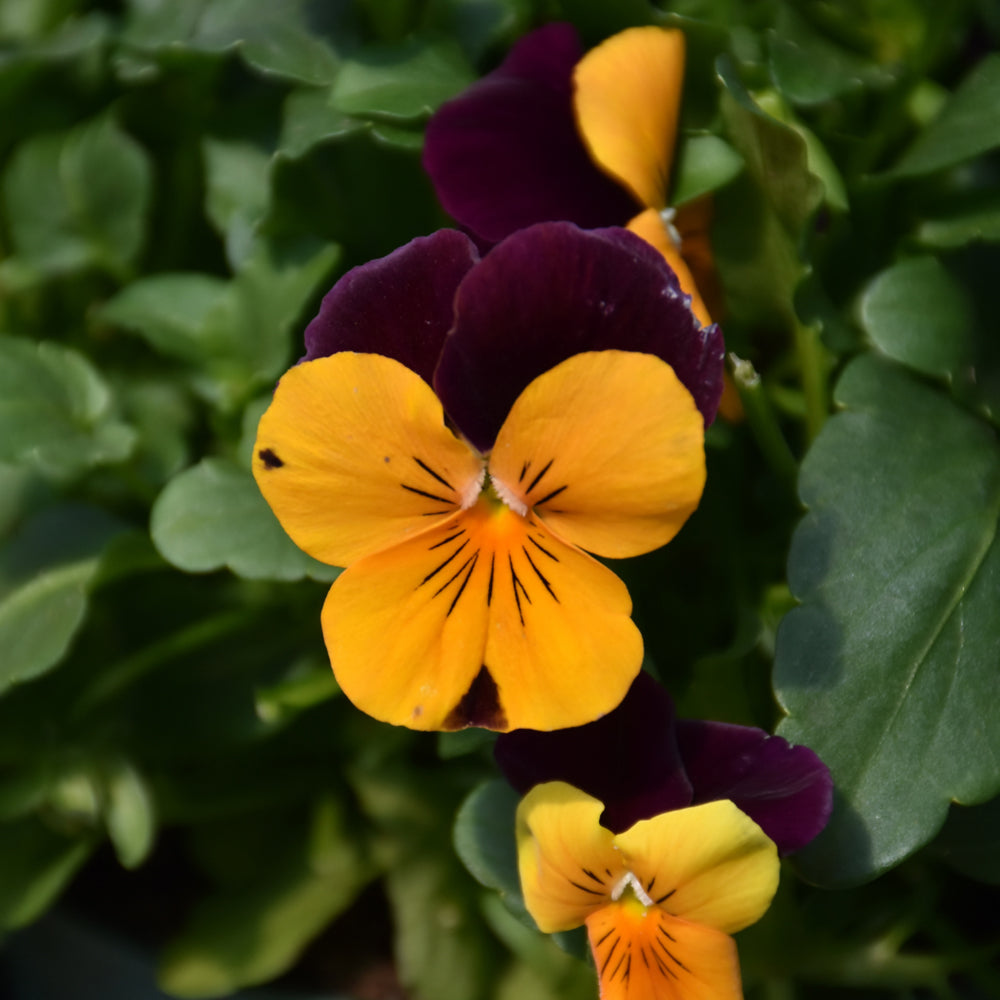 Viola cornuta 'Penny Orange Jump Up'