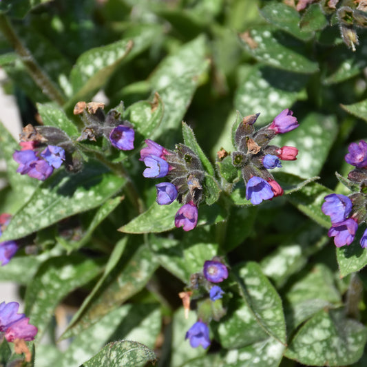 Pulmonaria 'Spot On'