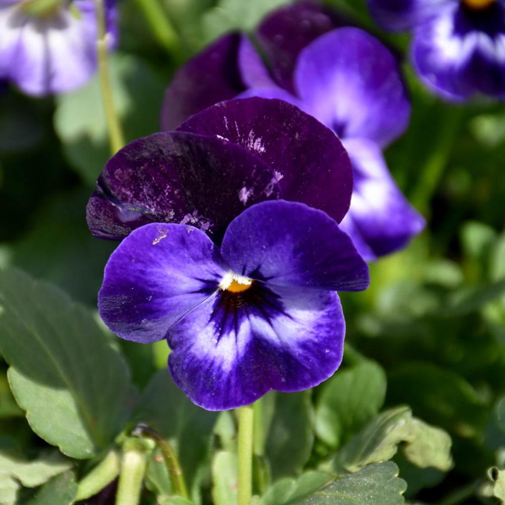 Viola cornuta 'Penny Denim Jump Up'