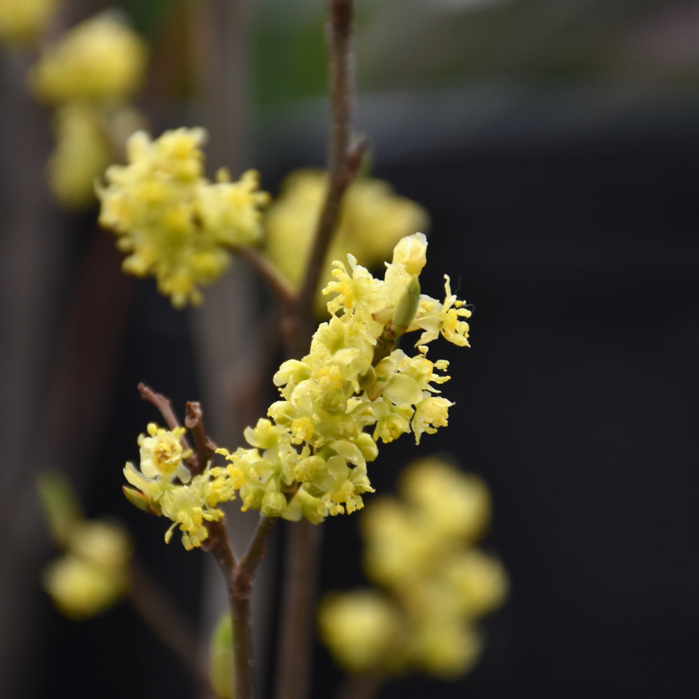 Lindera benzoin