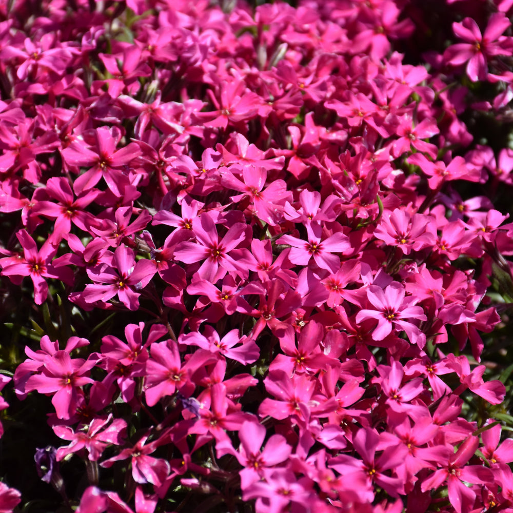 Phlox subulata 'Scarlet Flame'