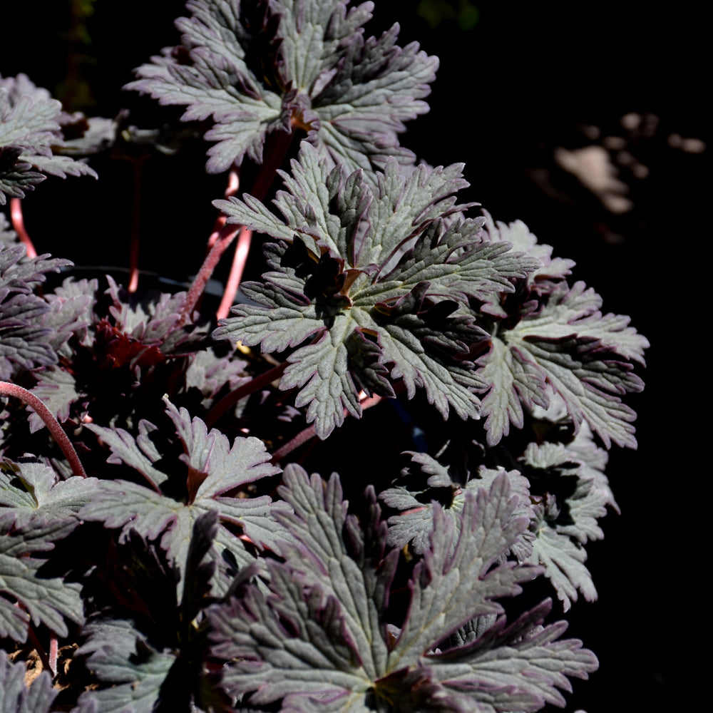 Boom Chocolatta Cranesbill