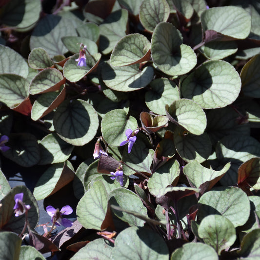 Viola walteri 'Silver Gem'
