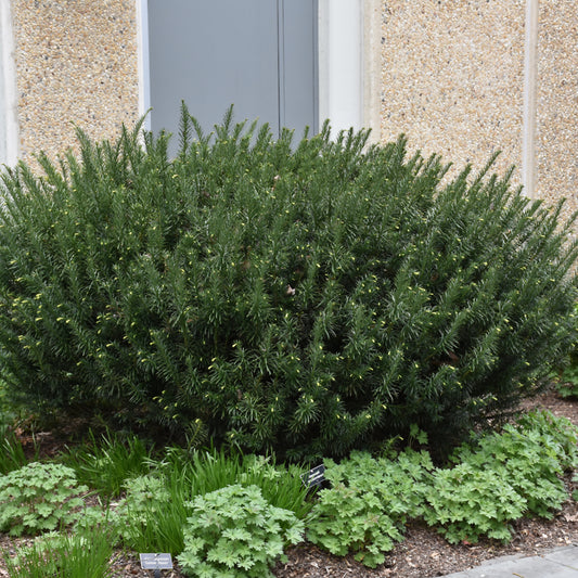 Cephalotaxus harringtonia 'Duke Gardens'