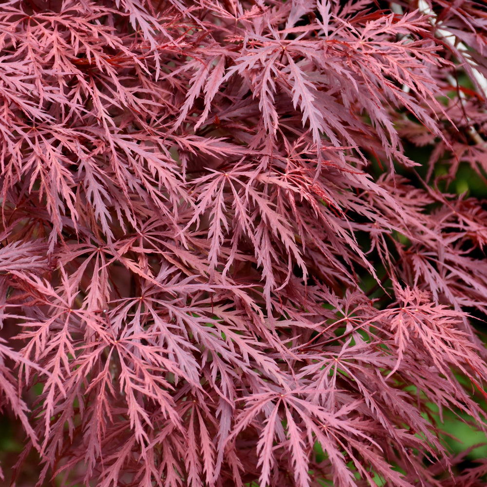 Red Dragon Japanese Maple