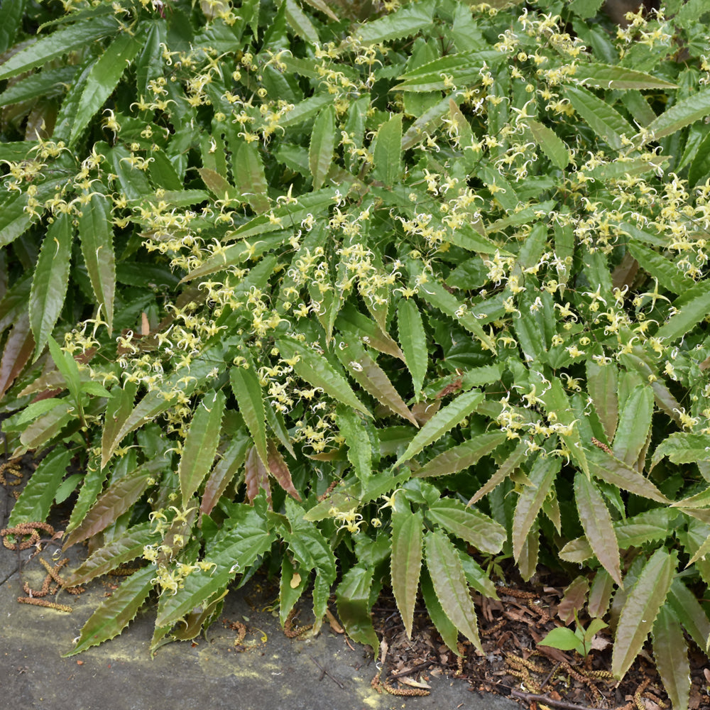 Epimedium wushanense 'Sandy Claws'