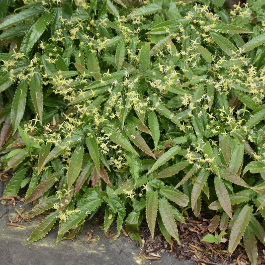 Epimedium wushanense 'Sandy Claws'