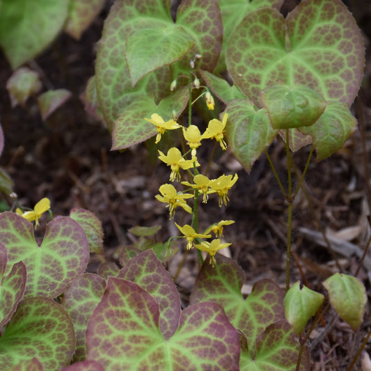 Epimedium x perralchicum 'Froehnleiten'