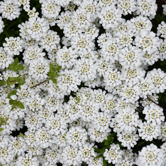 Iberis sempervirens 'Snowflake'