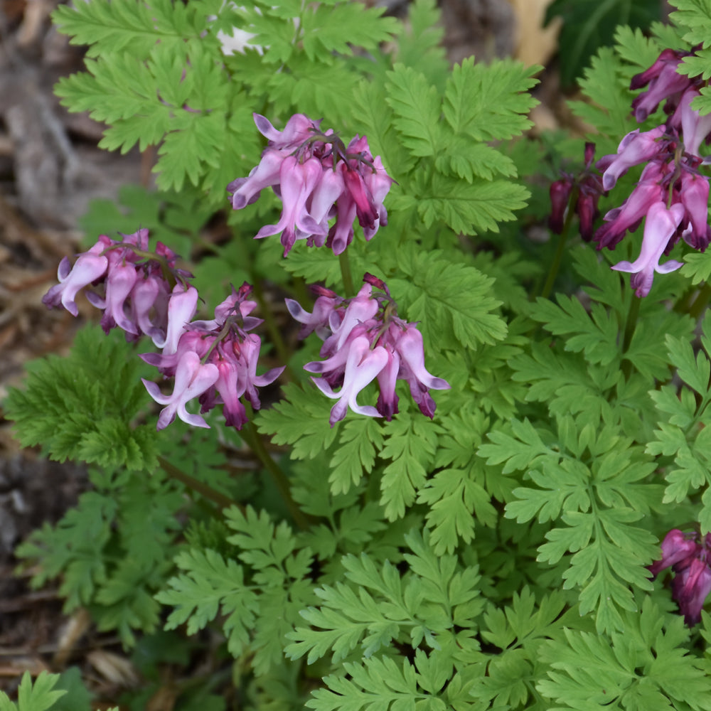 Dicentra eximia