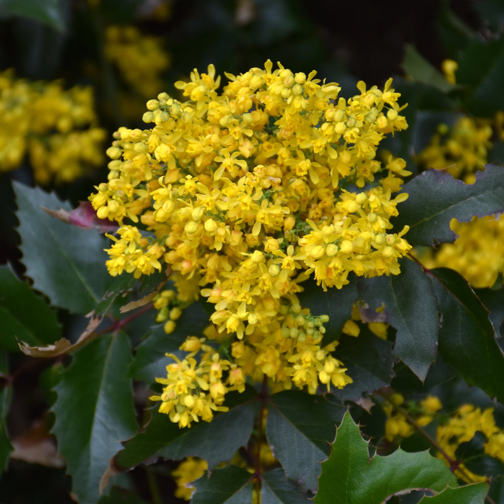 Mahonia aquifolium