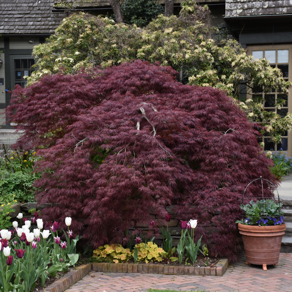 Acer palmatum 'Tamukeyama'