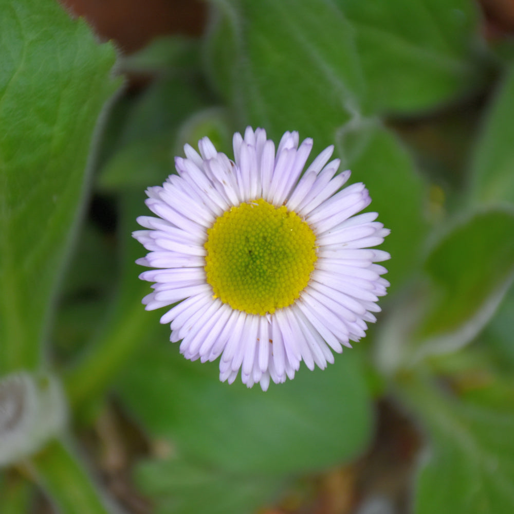 Lynnhaven Carpet Fleabane